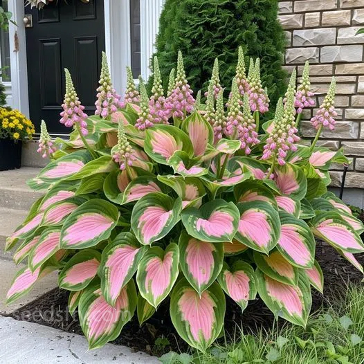 🌿Hosta Seeds – Lush Foliage for Shaded Gardens!