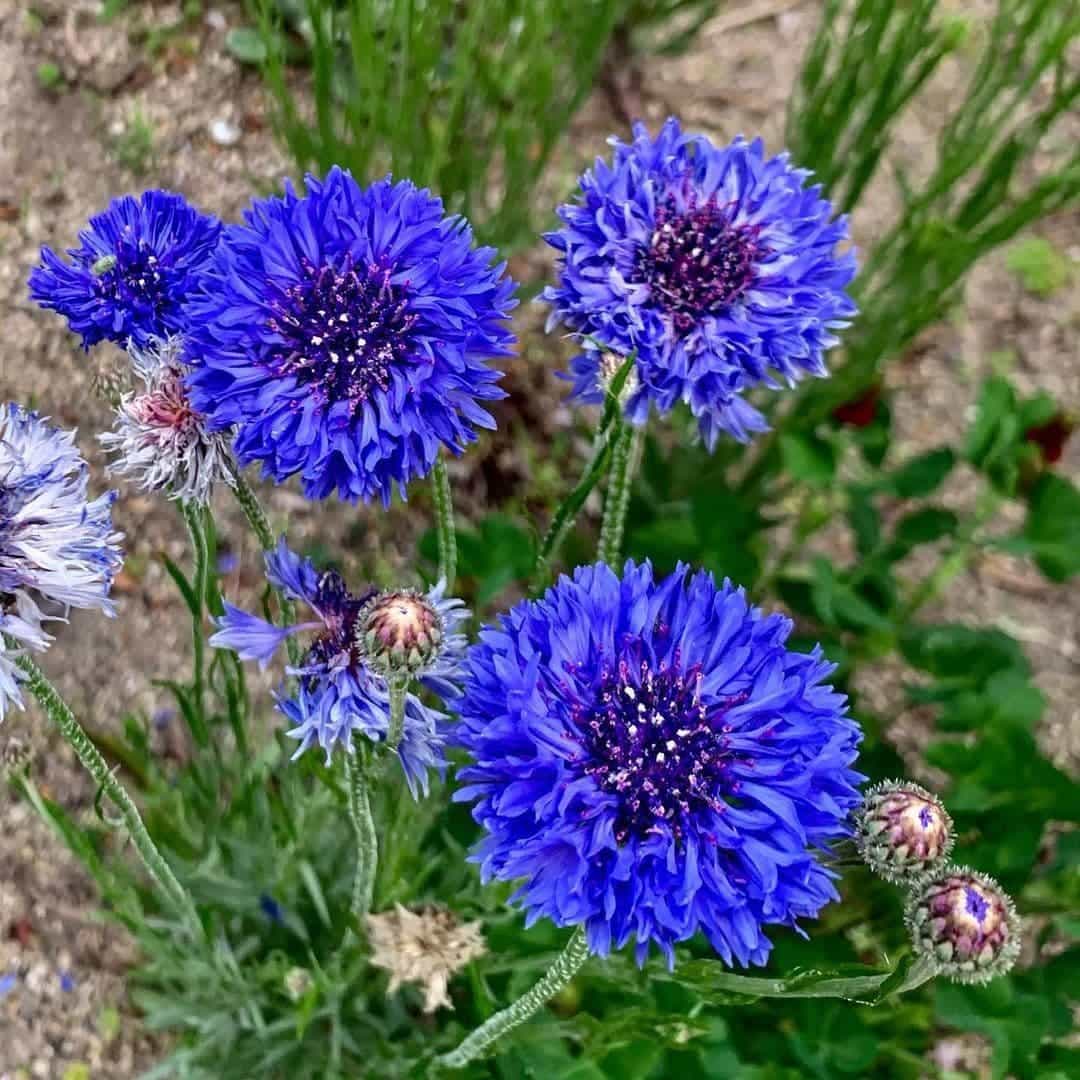 🔥50% Off💙✨Blue Cornflower Seeds