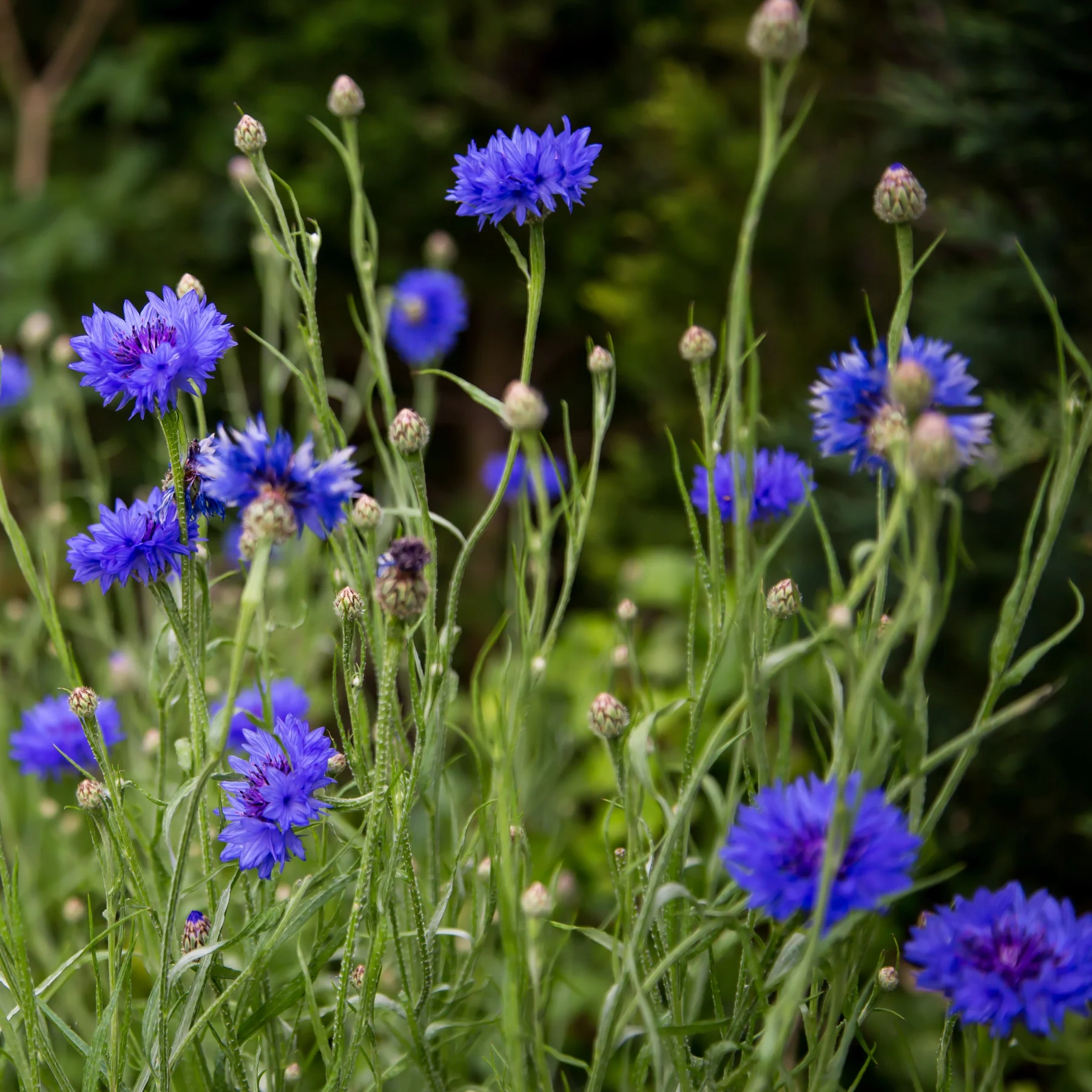 🔥50% Off💙✨Blue Cornflower Seeds