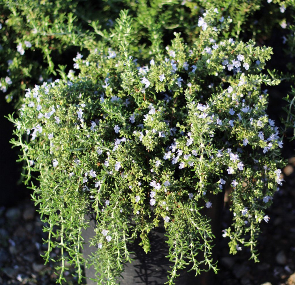 🌿Creeping Rosemary Seeds: A Fragrant Groundcover Marvel