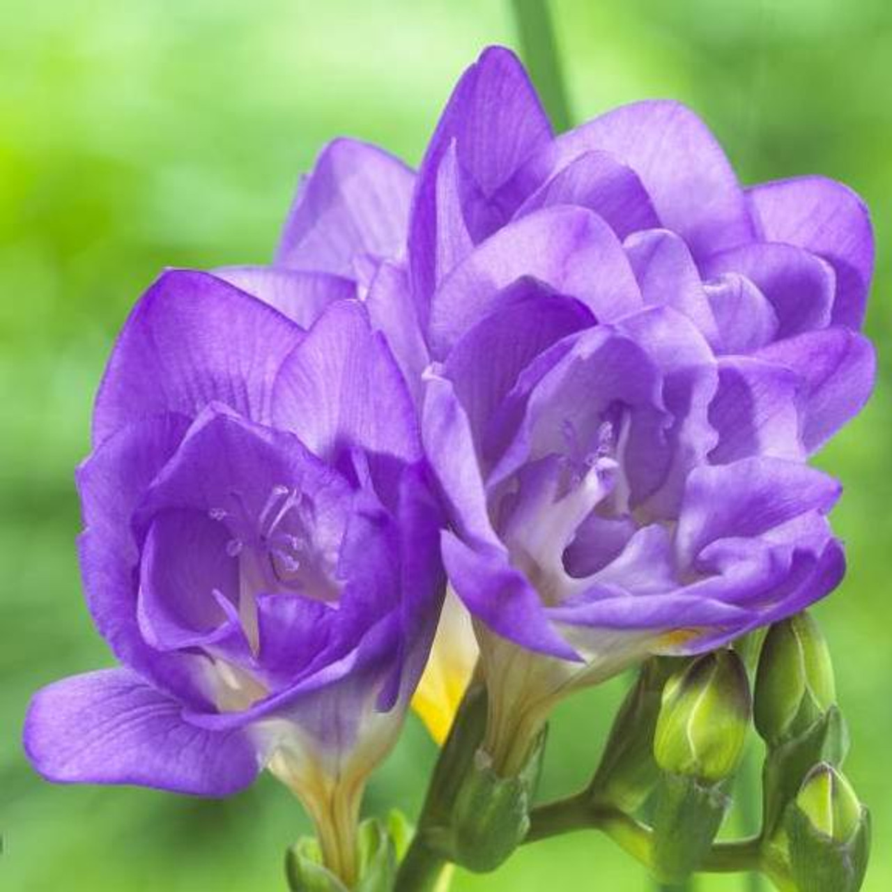 💐 Brighten Your Garden💖 Freesia Bulbs