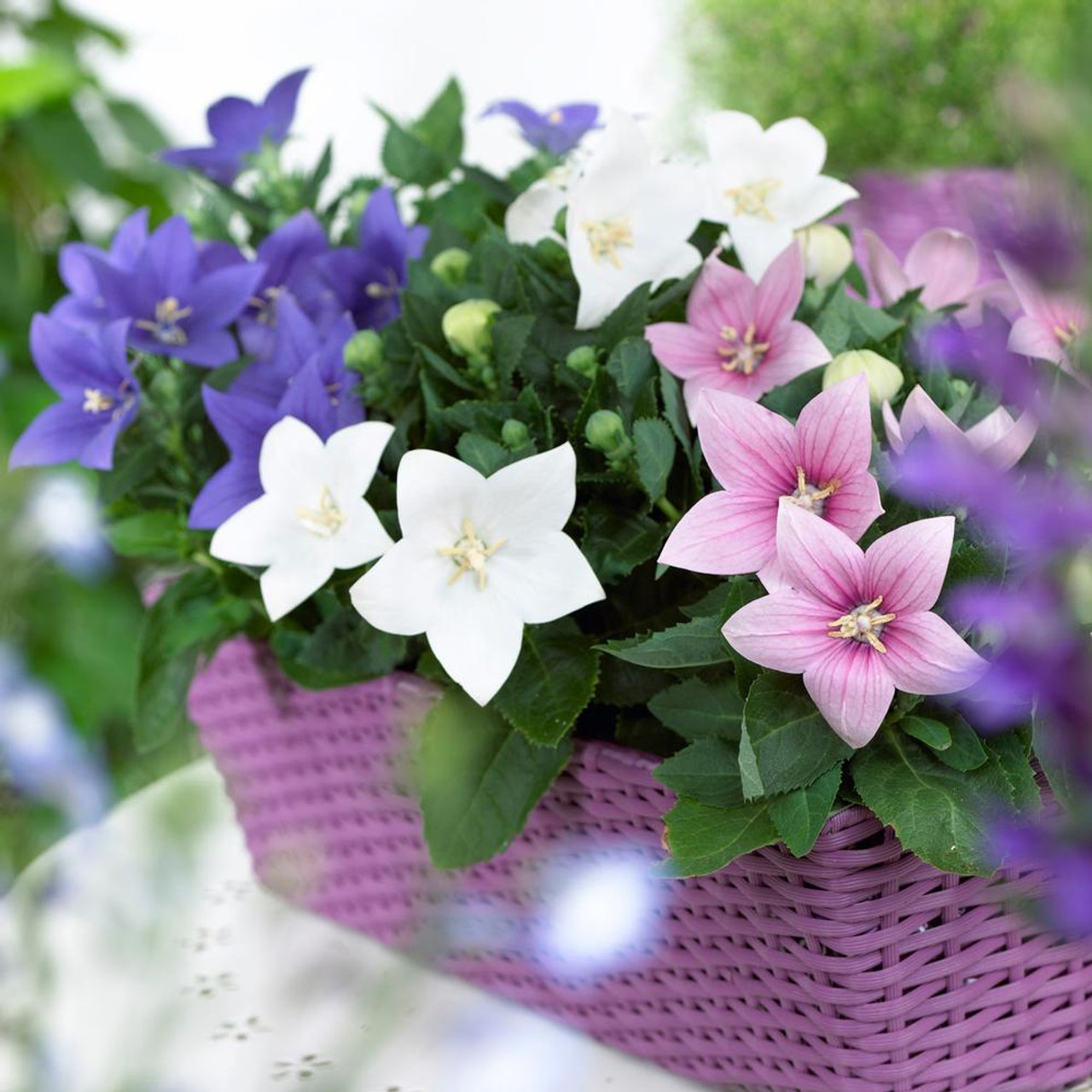 🎈Limited-time Offer💜🩵Balloon Flower Seeds