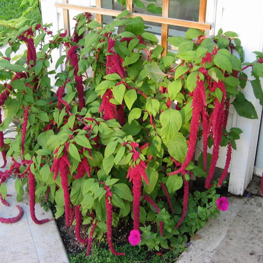 🌿 Amaranthus ‘Love-Lies-Bleeding’ Seeds