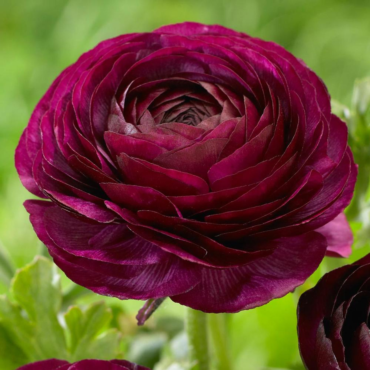 ✨Hot Selling💐Colorful Ranunculus Seeds