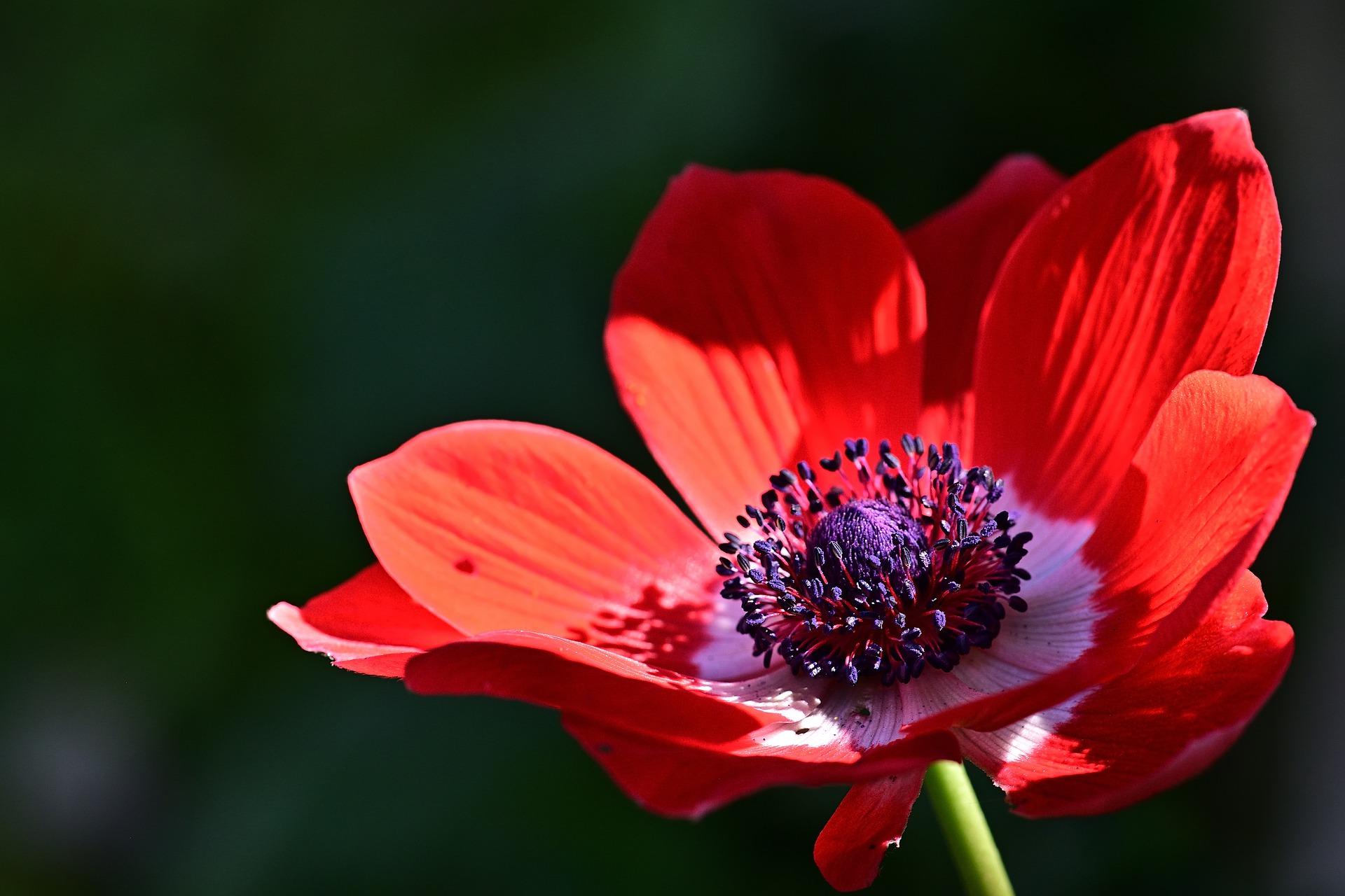 Anemone 'Jerusalem Red' from Leo Berbee Bulb Company