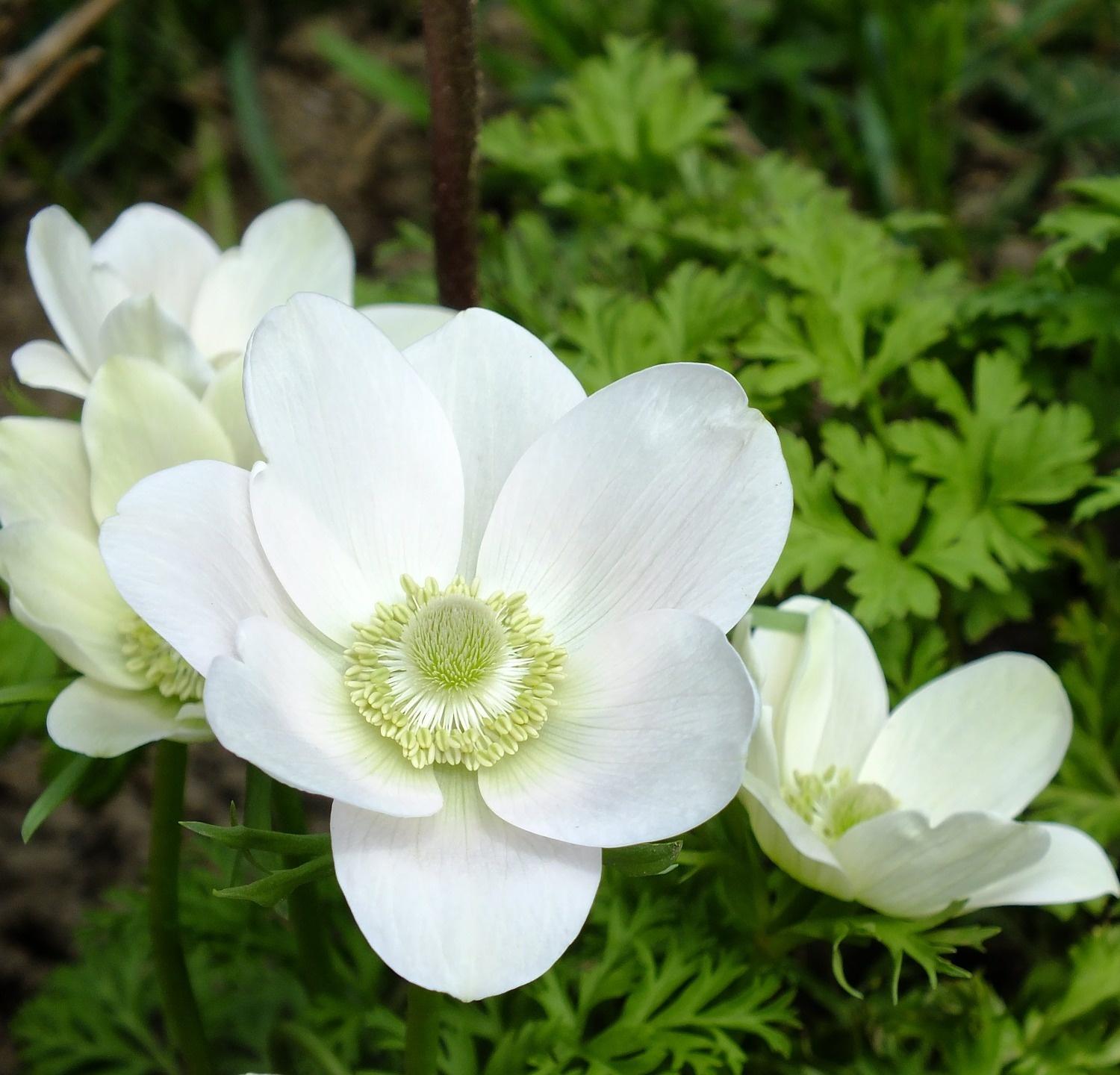 Anemone 'Carmel Albino' from Leo Berbee Bulb Company