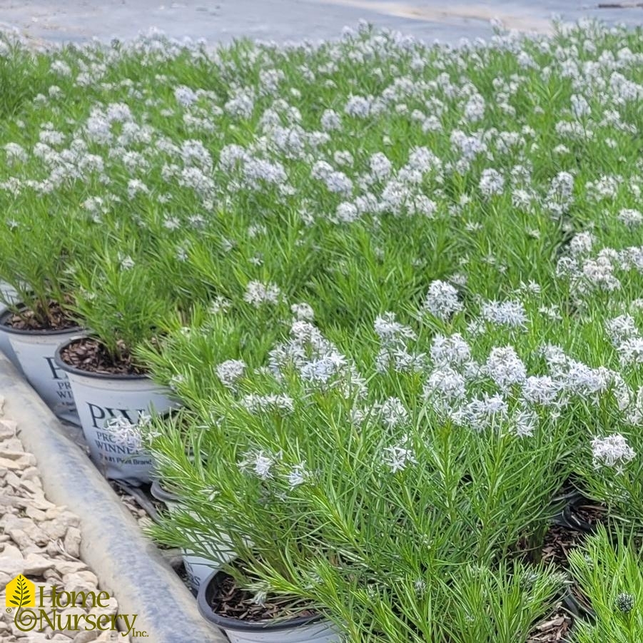 🩵 String Theory Amsonia Seeds – Elegant Blue Starflower