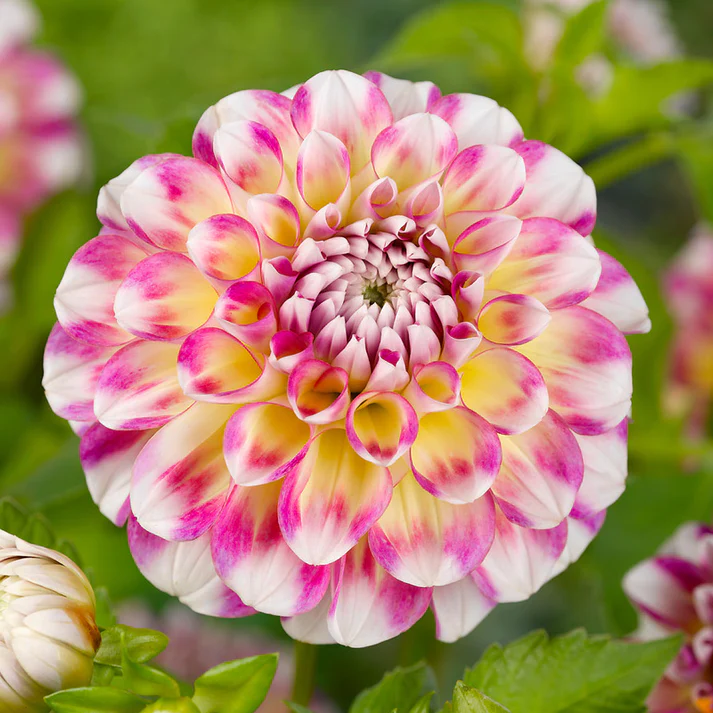 Dahlia 'Hawaii' 🎉🎊-fridayw