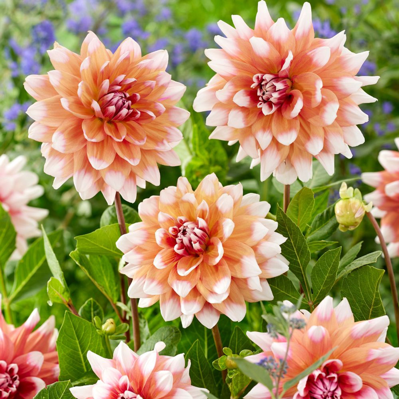 🌼Bicolour Dinnerplate Dahlia Seeds – Stunning Dual-Coloured Blooms