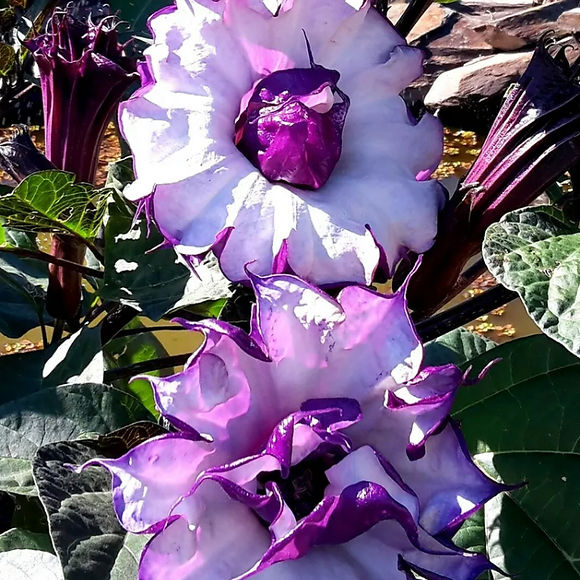 Datura metel Fastuosa Seeds