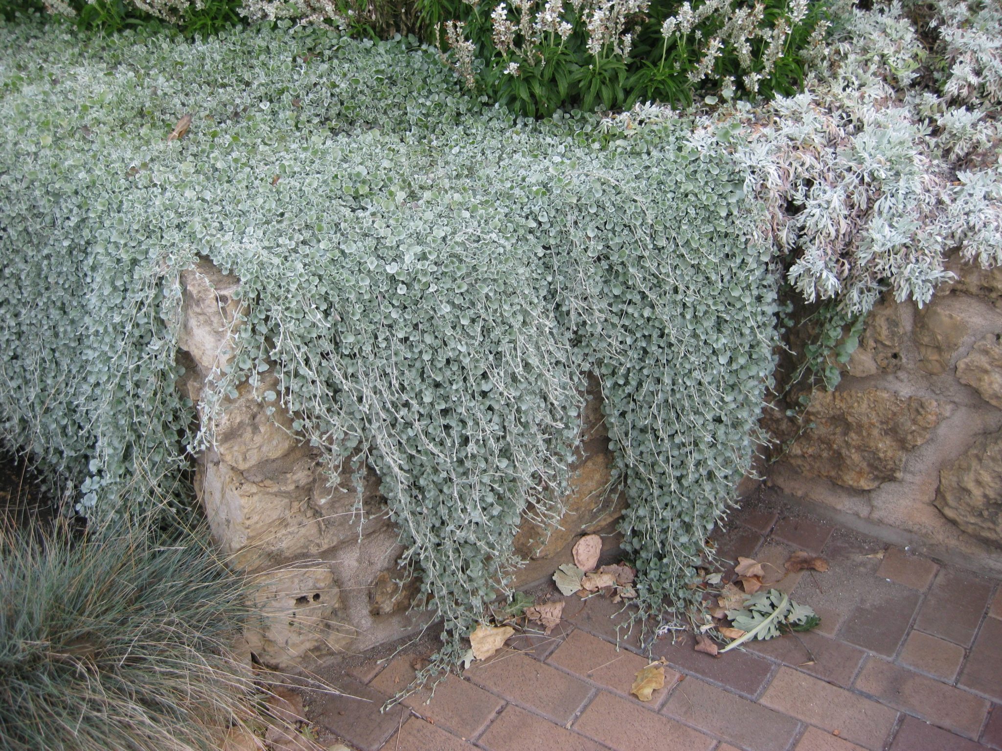 Dichondra 'Silver Falls' 2012r | Rotary Botanical Gardens