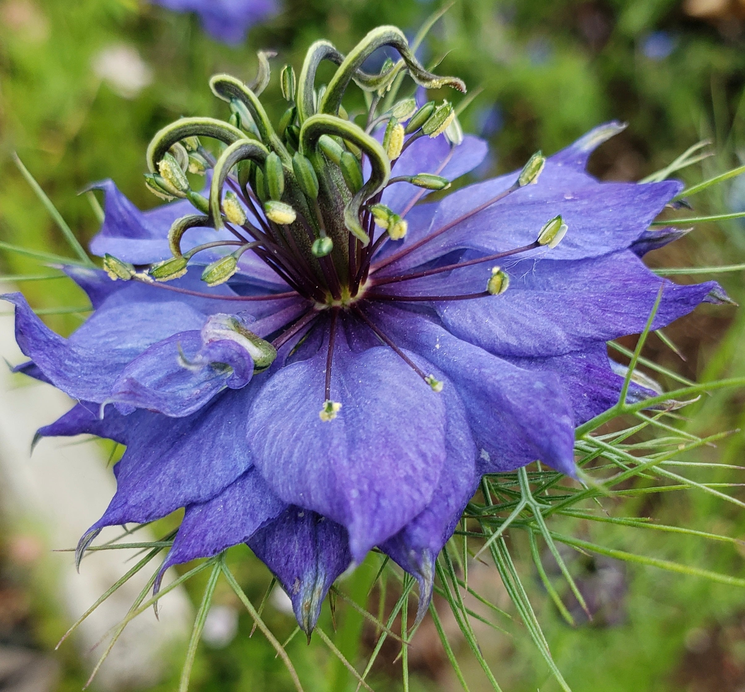 Nigella hispanica Love In A Mist - 500x Seeds - Flower – Yorkshire Seeds