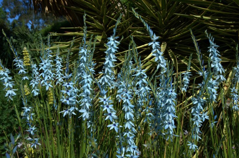 Vita Sackville-West on X: "There is also a particularly lovely and rather  strange variety, green with a black centre, Ixia viridiflora.  https://t.co/vSUspPUzEa https://t.co/33OeIYQR0D https://t.co/ZPwVB5RIiI" / X