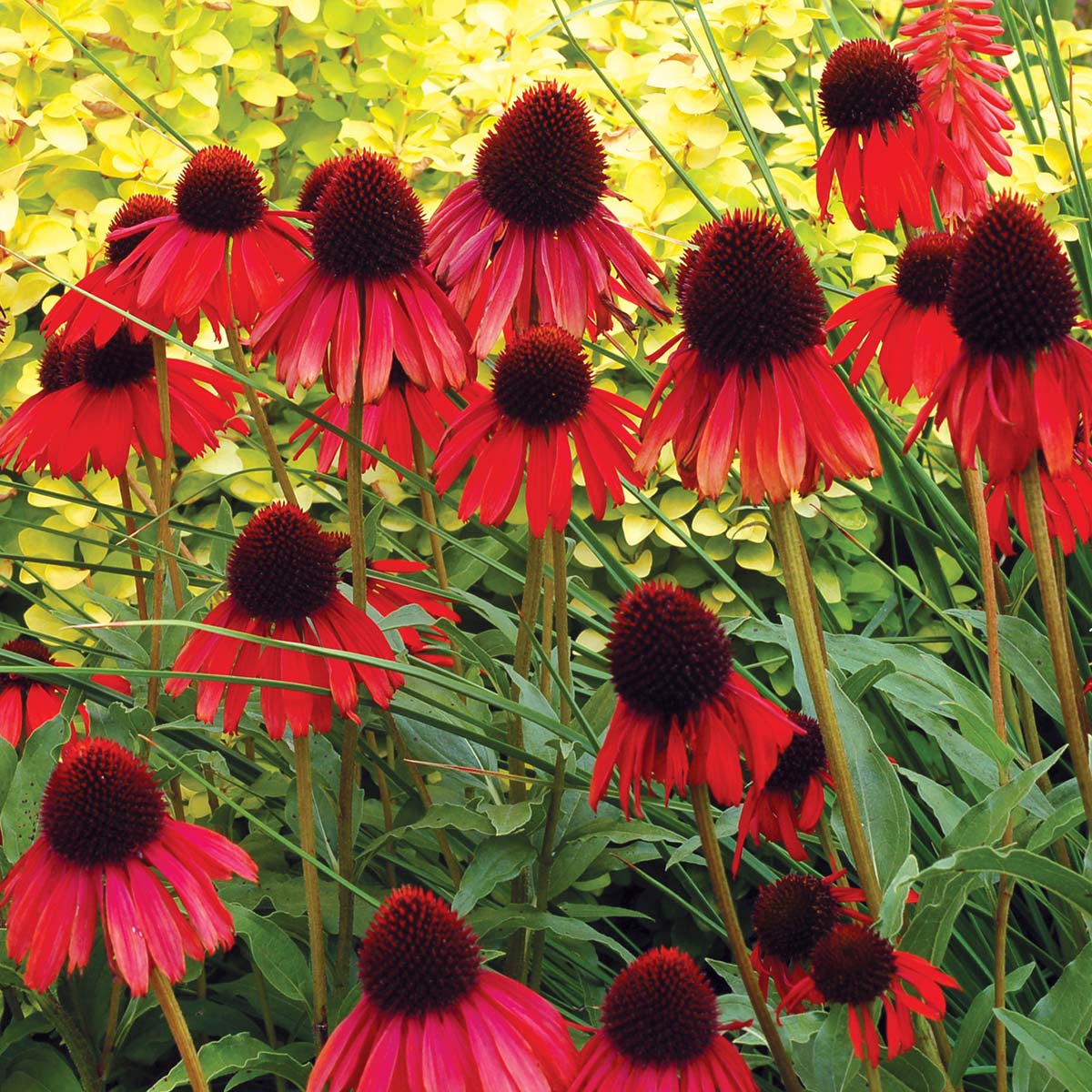 🐝 Mix Echinacea Seeds – Beautiful, Hardy & Pollinator-Friendly