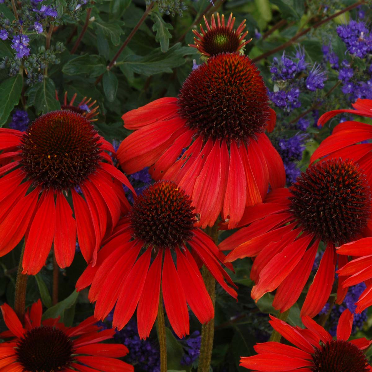 🐝 Mix Echinacea Seeds – Beautiful, Hardy & Pollinator-Friendly