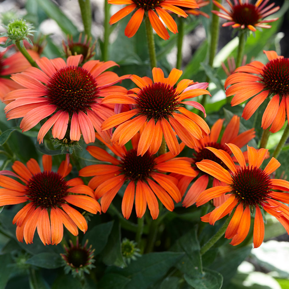 🐝 Mix Echinacea Seeds – Beautiful, Hardy & Pollinator-Friendly