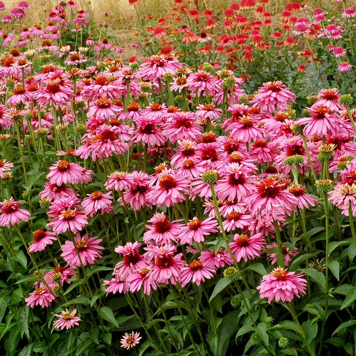 🐝 Mix Echinacea Seeds – Beautiful, Hardy & Pollinator-Friendly