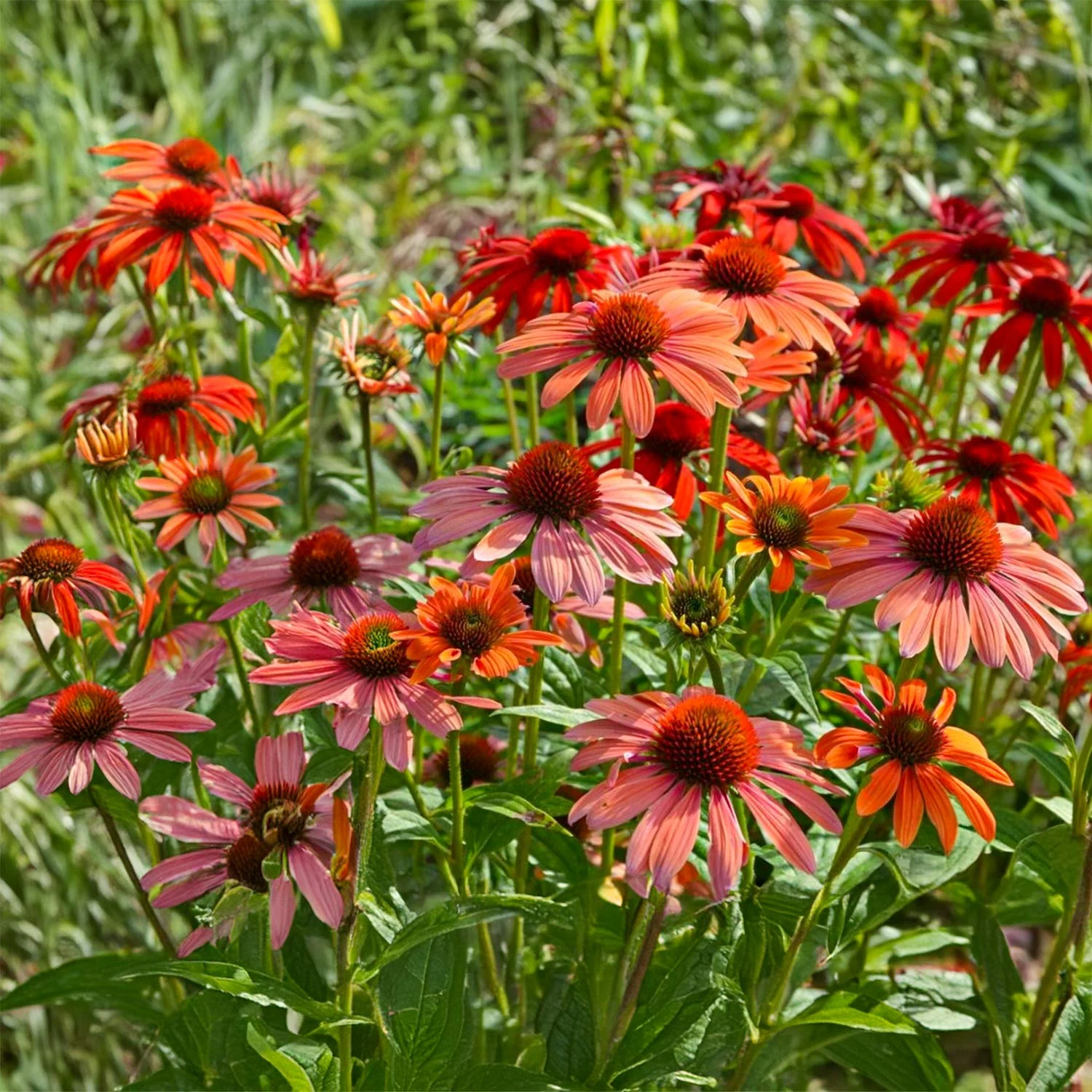 🐝 Mix Echinacea Seeds – Beautiful, Hardy & Pollinator-Friendly