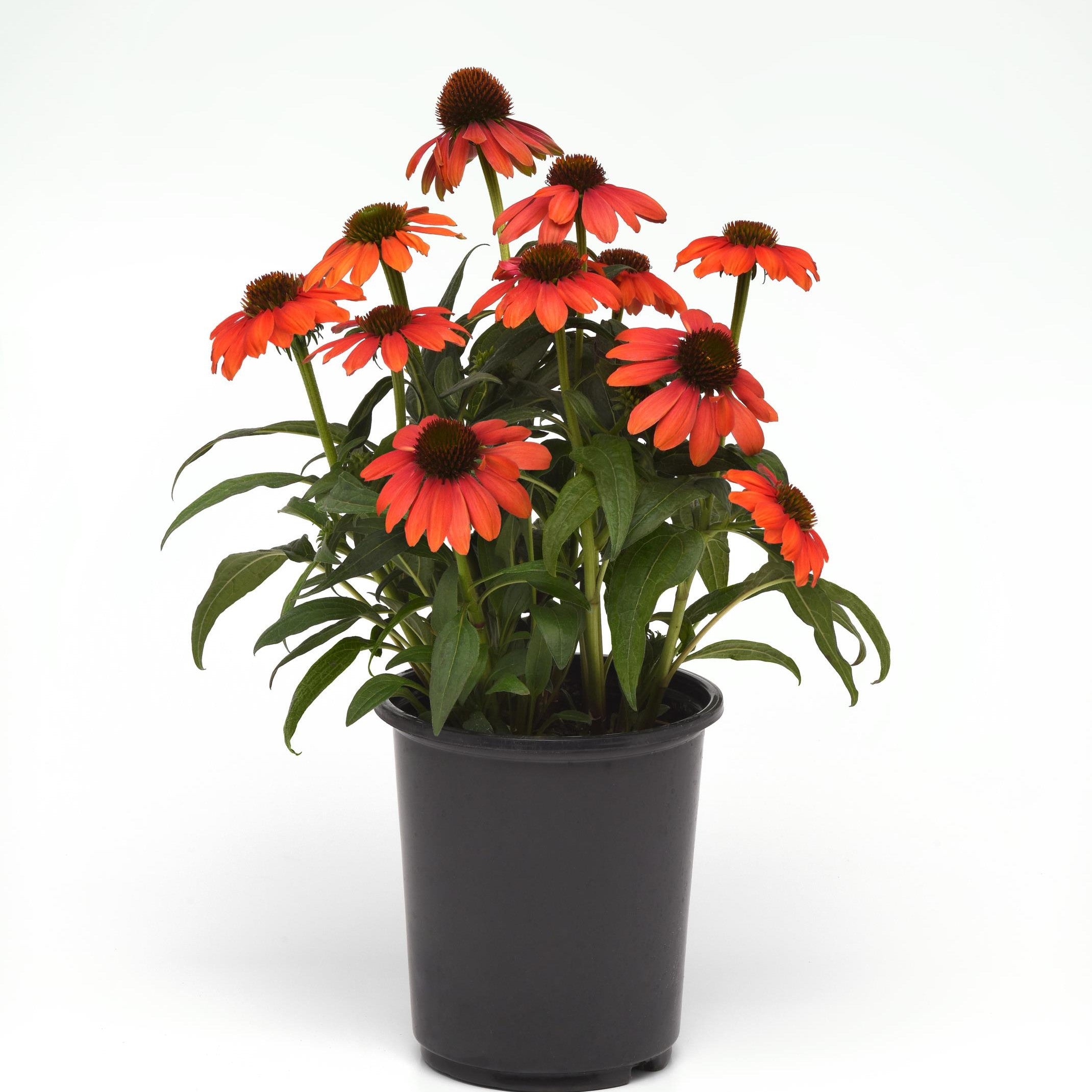 Lakota Red Coneflower