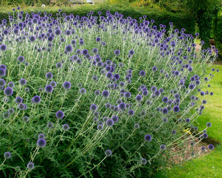 Echinops ritro | GardensOnline