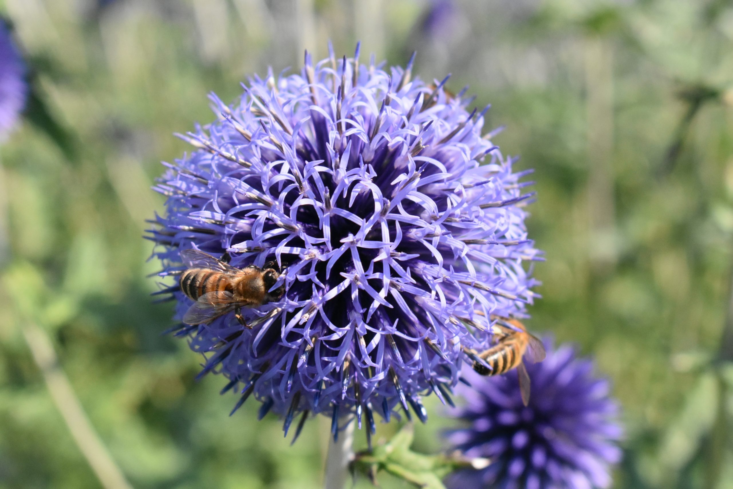 Echinops ritro - Cambridge University Botanic Garden