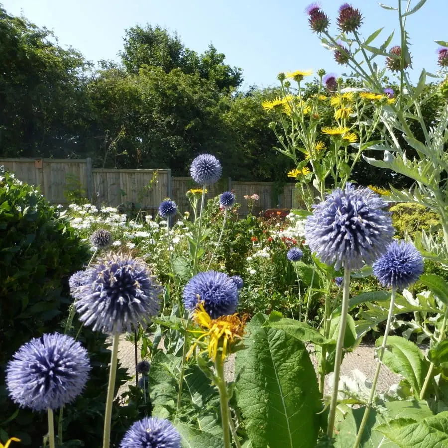 🌞🩵Ritro Echinops Seeds