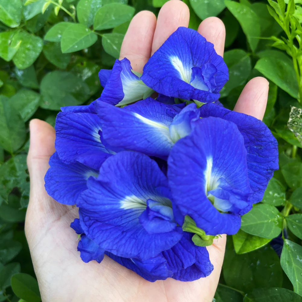 Blue Butterfly Pea Flower Seeds – Grow Stunning Edible Blooms 🌸💙