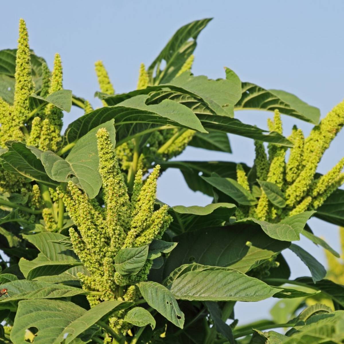Amaranth- Green Thumb seeds | The Seed Collection
