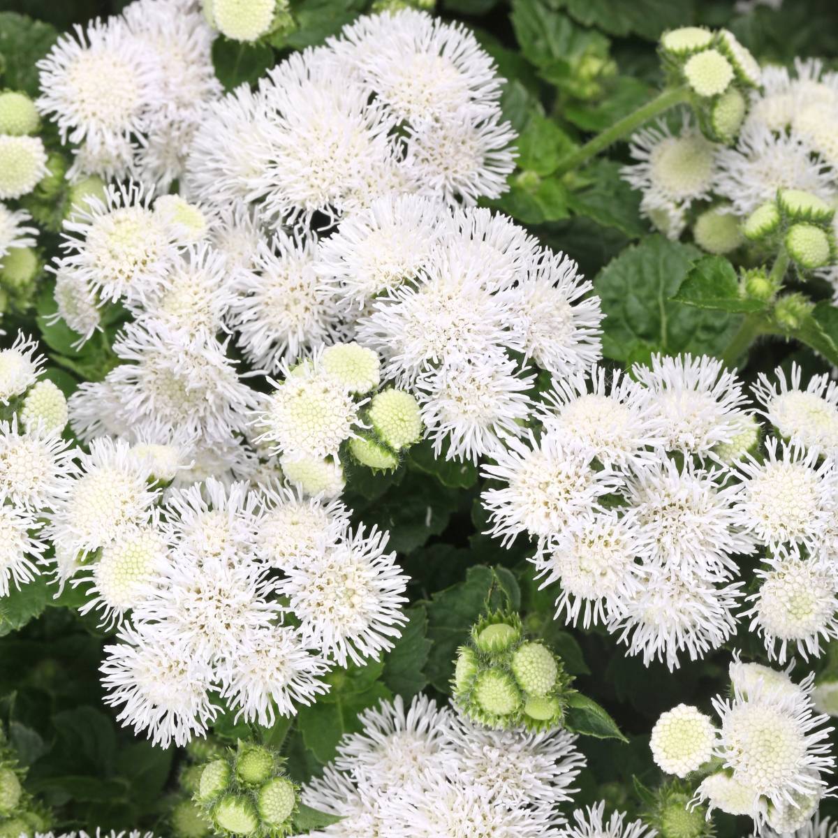🎈New Arrival✨Ageratum Seeds