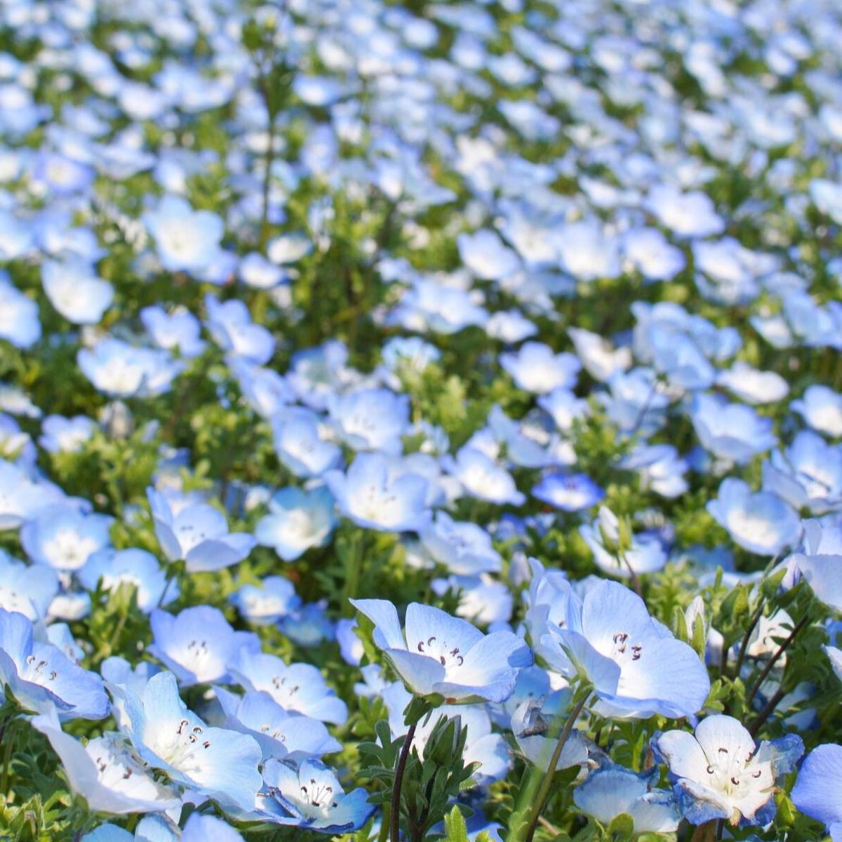 🩵🩵Spring Hot Selling🦋Baby Blue Eyes Seeds