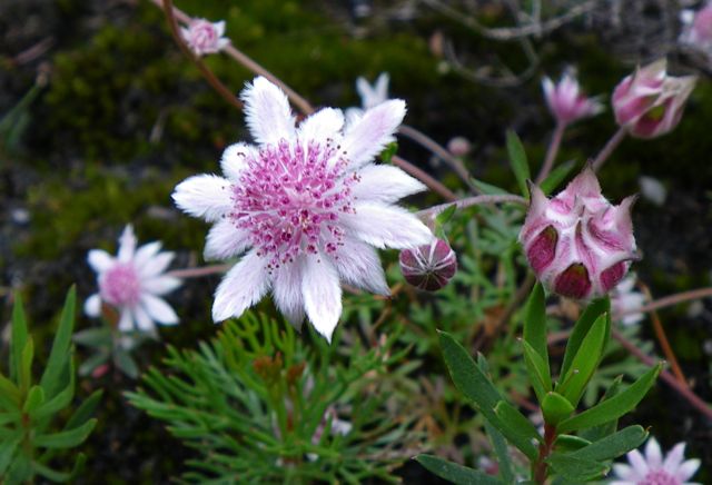 Pink Flannel Flower