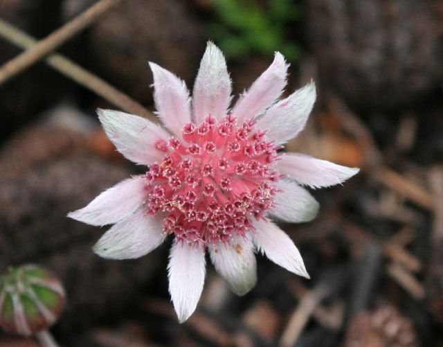 Pink Flannel Flower