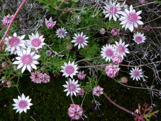 Pink Flannel Flower