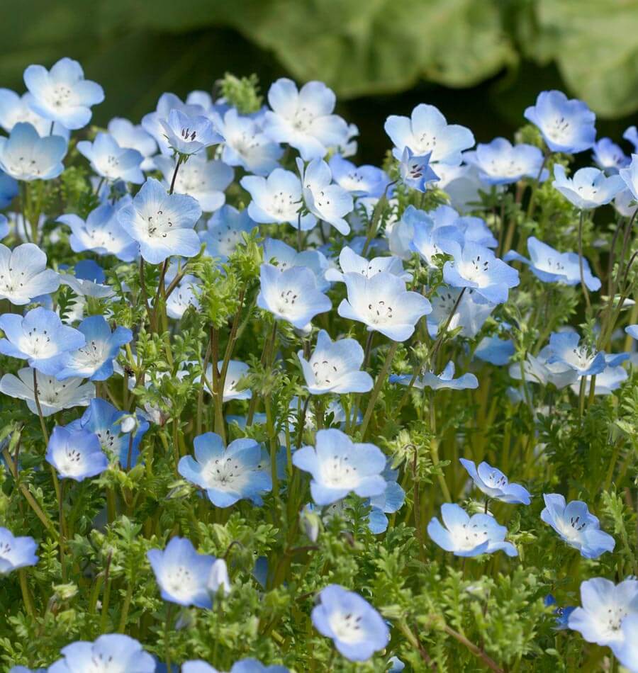 🩵🩵Spring Hot Selling🦋Baby Blue Eyes Seeds