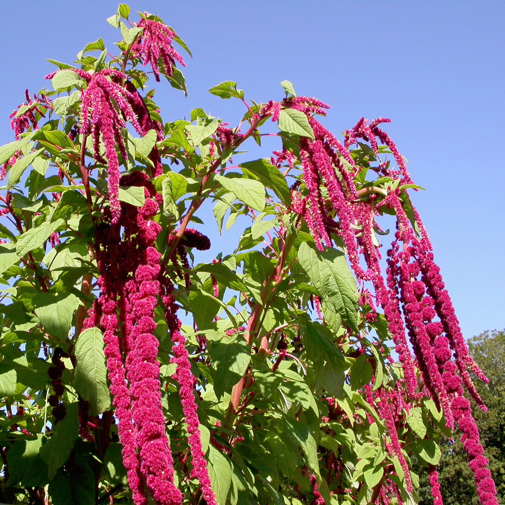 🌿 Amaranthus ‘Love-Lies-Bleeding’ Seeds