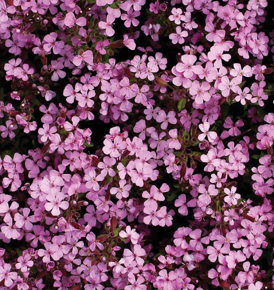 🌸Rock Soapwort Seeds – Cascading Carpet of Pink Blooms