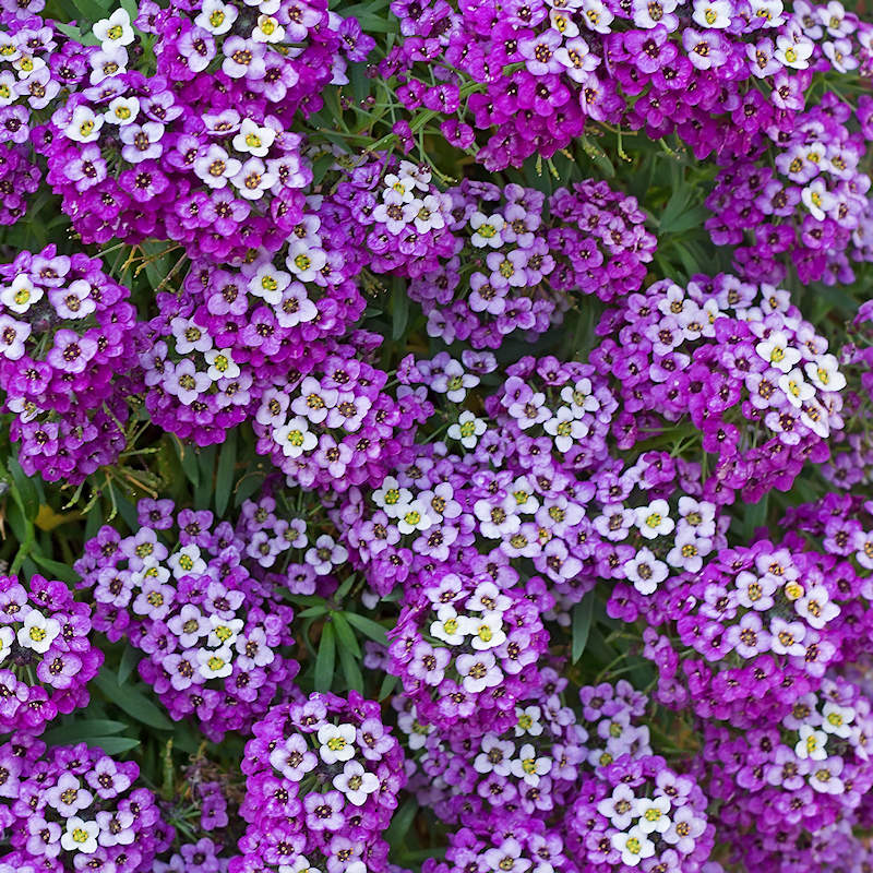 🦋🌞 Sweet Alyssum Seeds