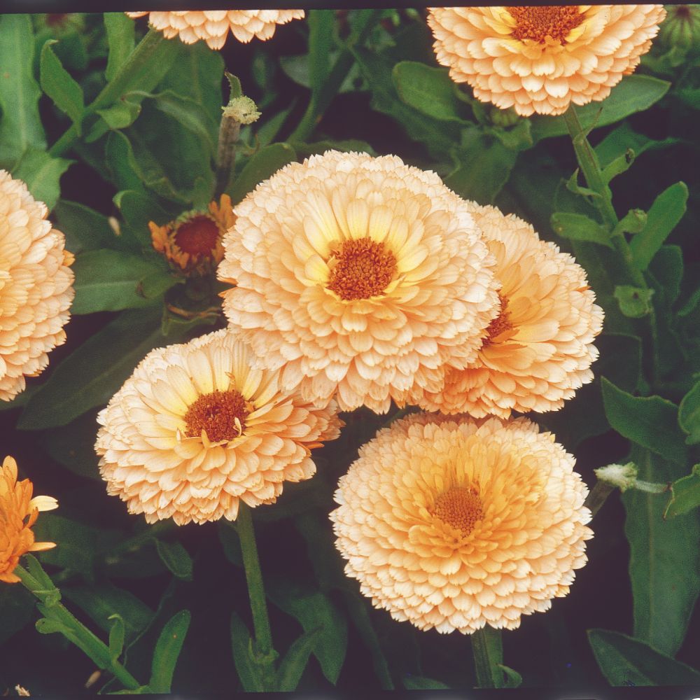 Calendula Peach Surprise Flower Seeds