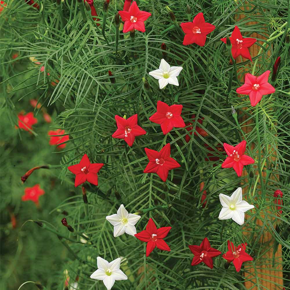 🤩🌟Cypress Vine Mix Morning Glory Seeds