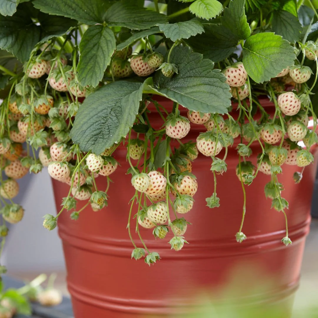 🤍🍓Pineapple Strawberry Seeds – White Strawberries, Pineapple Flavor!