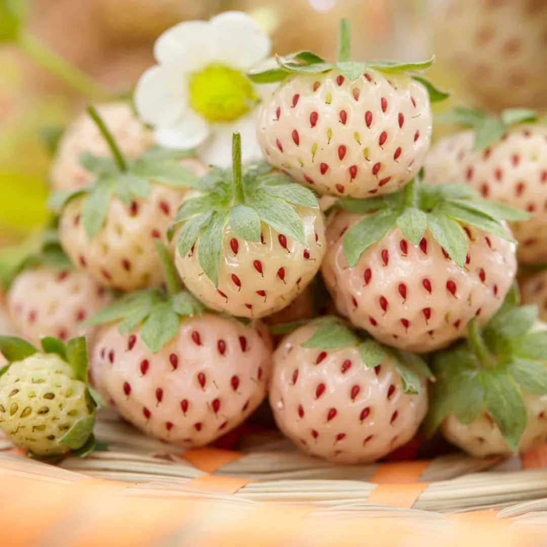 🤍🍓Pineapple Strawberry Seeds – White Strawberries, Pineapple Flavor!