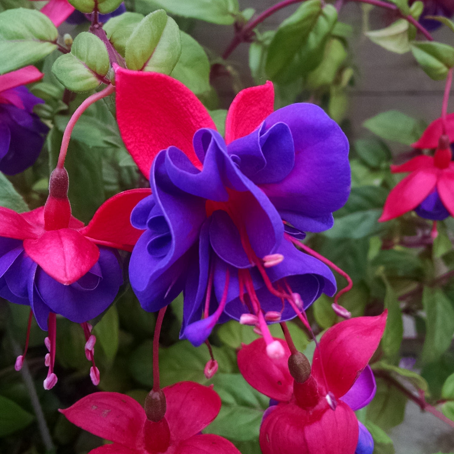 ✨2024 New❤️💜Fuchsia Trailing Dark Eyes Seeds
