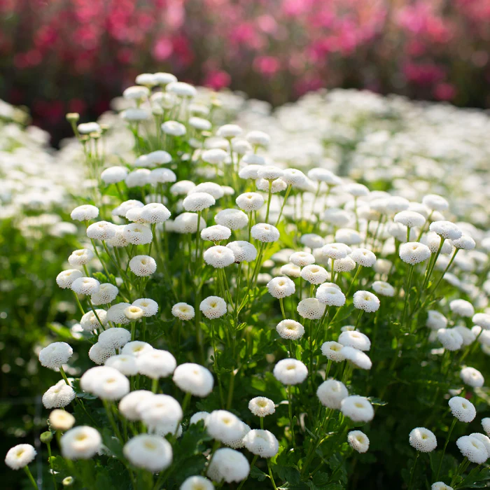 🤍 Vegmo Snowball Matricaria Seeds – Create a Beautiful White Garden