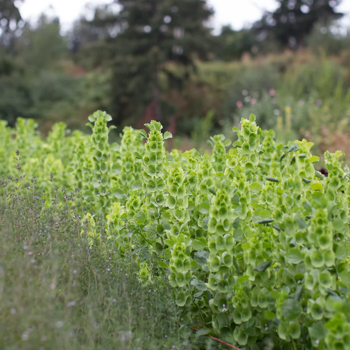 🔔 Bells of Ireland Flower Seeds – Unique Elegance for Your Garden