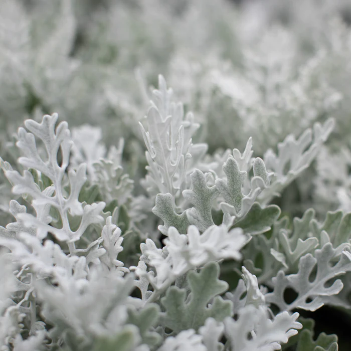 🌱☃️Snow Fairy Blooming in Summer✨Silverdust Dusty Miller Seeds