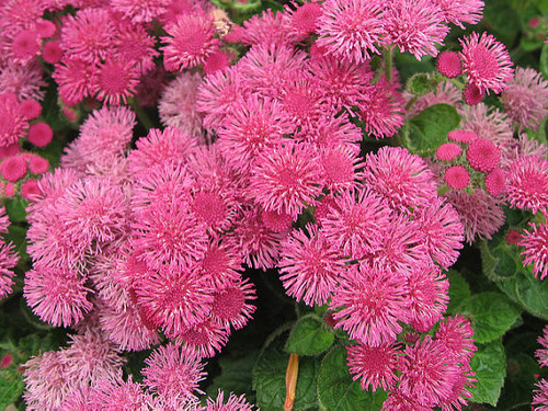 Floss Flower 'Pink Ball' 750 Seeds (Ageratum mexicanum) Flower Heirloom -  theseedsmaster