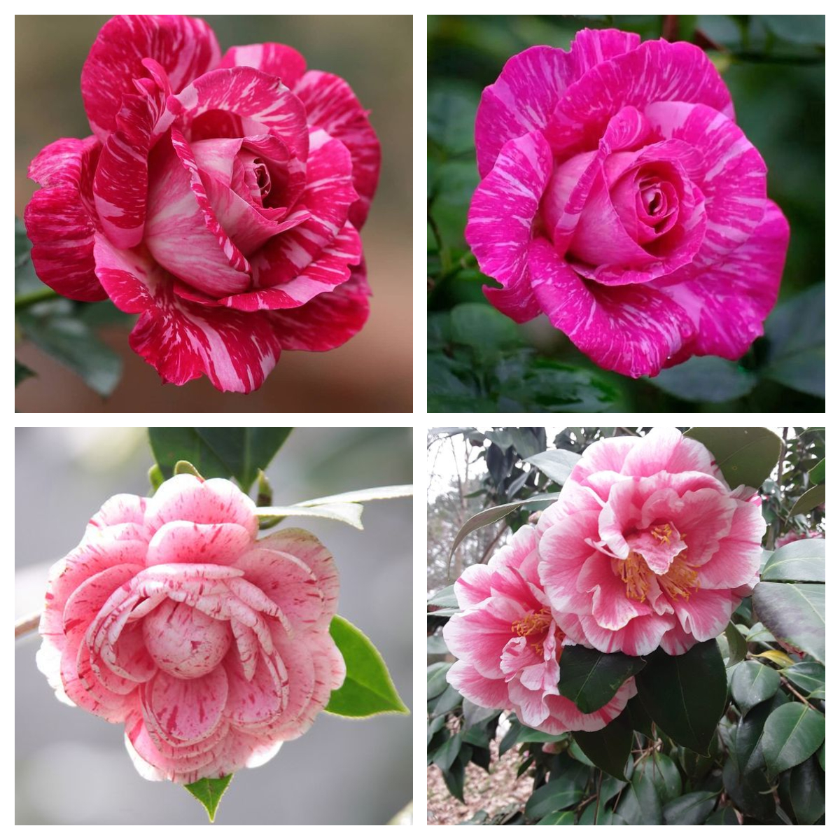 100 Pcs Red Striped Camellia Seeds💝53% OFF🎉