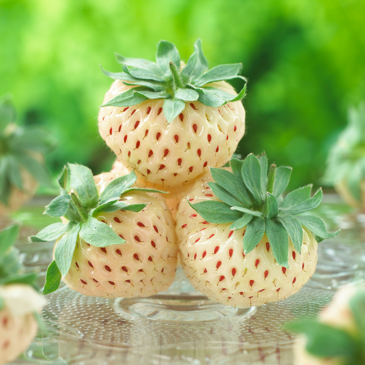 🤍🍓Pineapple Strawberry Seeds – White Strawberries, Pineapple Flavor!