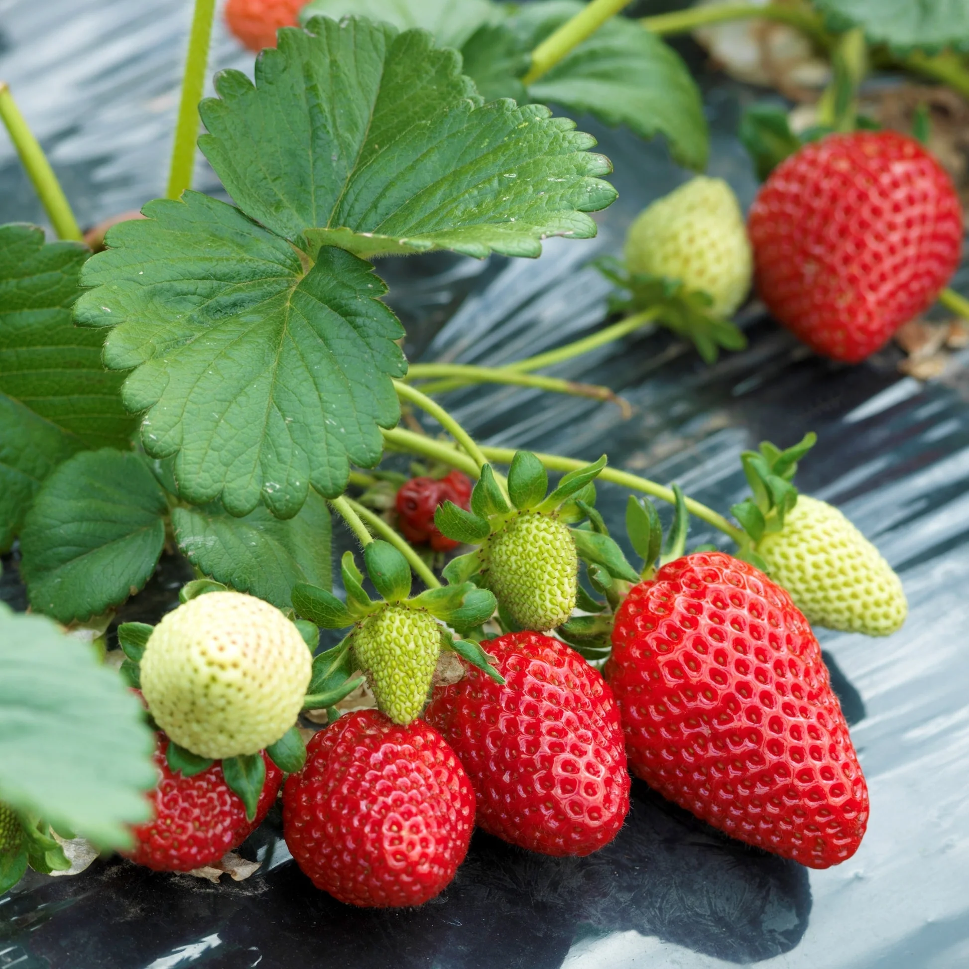 🍓 Albion Strawberry Seeds - Everbeaer / All Season