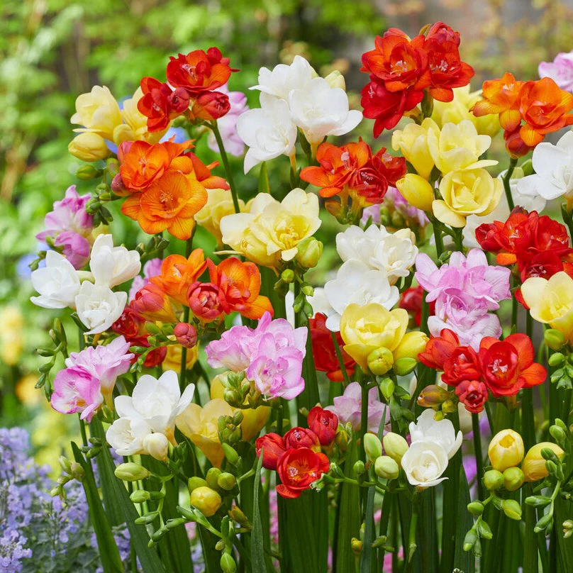💐 Brighten Your Garden💖 Freesia Bulbs